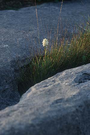 Dactylorhiza okellyi \ O'Kellys Fingerwurz, O'Kellys Knabenkraut / O'Kelly's Orchid, IRL  Burren, Fanore 9.8.2005 