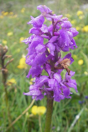 Orchis mascula \ Manns-Knabenkraut, Stattliches Knabenkraut / Early Purple Orchid, IRL  Burren, Killinaboy 15.6.2012 