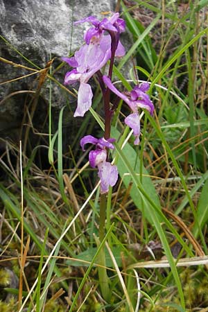 Orchis mascula \ Manns-Knabenkraut, Stattliches Knabenkraut / Early Purple Orchid, IRL  Burren, Killinaboy 15.6.2012 