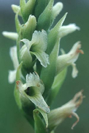 Spiranthes romanzoffiana / Irish Lady's-Tresses, IRL  County Galway, Lough Corrib 9.8.2005 