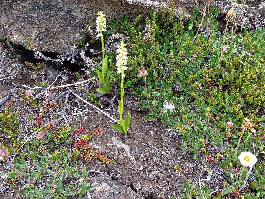 Pseudorchis albida subsp. straminea \ Nordische Höswurz / White Mountain Orchid, Vanilla-Scent Bog Orchid, Island/Iceland,  Höfi, Mvatn 26.6.2016 (Photo: W.Strigel)