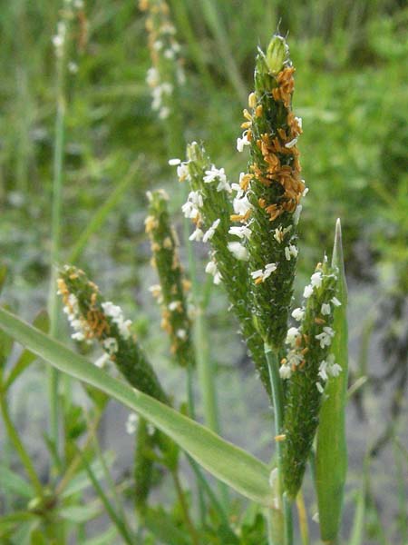 Alopecurus aequalis \ Gelbroter Fuchsschwanz / Orange Foxtail, I Monti Sibillini 8.6.2007