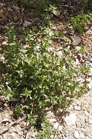 Lysimachia foemina \ Blauer Gauchheil, I Finale Ligure 31.5.2013