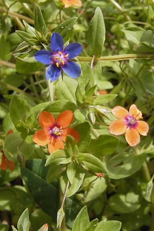 Lysimachia foemina / Blue Pimpernel, I Finale Ligure 31.5.2013