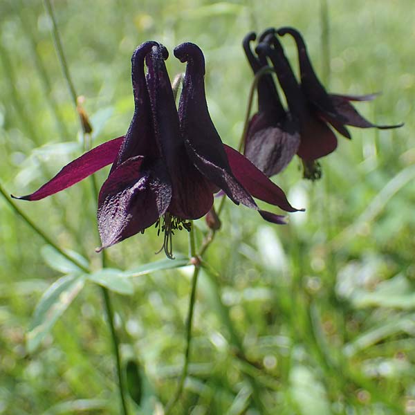 Aquilegia atrata \ Schwarzviolette Akelei / Dark Columbine, I Südtirol,  Plätzwiese 5.7.2022