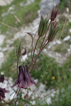 Aquilegia atrata \ Schwarzviolette Akelei / Dark Columbine, I Südtirol,  Plätzwiese 5.7.2022