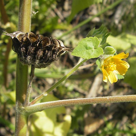 Abutilon theophrasti \ Chinesische Samtpappel, Lindenblttrige Schnmalve, I Zoppola 31.7.2011