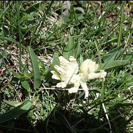 Anthyllis vulneraria subsp. baldensis \ Monte Baldo-Wundklee / Monte Baldo Kidney Vetch, I Alpi Bergamasche, Pizzo Arera 7.6.2017