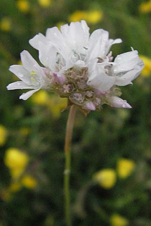 Armeria canescens \ Graue Grasnelke / Grey Thrift, I Campo Imperatore 5.6.2007