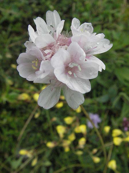 Armeria canescens \ Graue Grasnelke / Grey Thrift, I Campo Imperatore 5.6.2007