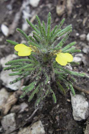 Ajuga chamaepitys \ Gelber Gnsel / Ground Pine, I Gole del Salinello bei/near Ripe 6.6.2007