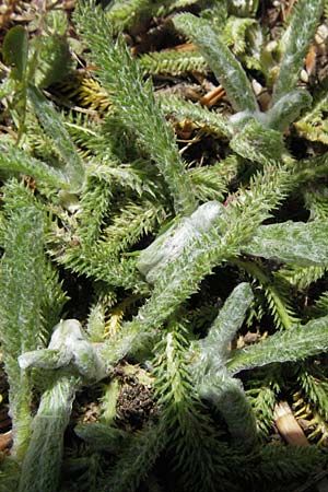 Achillea tomentosa \ Filzige Schafgarbe, Goldgelbe Teppich-Schafgarbe, I Monti Sibillini 8.6.2007