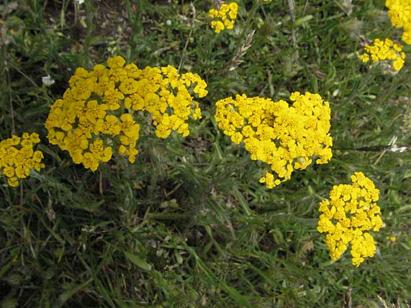 Achillea tomentosa \ Filzige Schafgarbe, Goldgelbe Teppich-Schafgarbe / Wooly Yarrow, I Monti Sibillini 8.6.2007