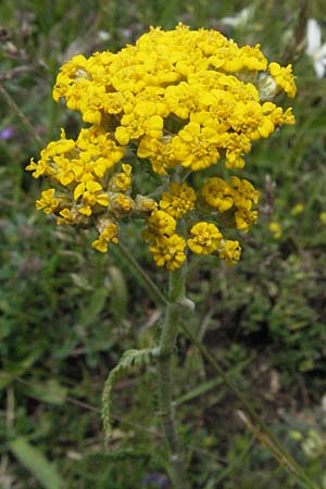 Achillea tomentosa \ Filzige Schafgarbe, Goldgelbe Teppich-Schafgarbe / Wooly Yarrow, I Monti Sibillini 8.6.2007