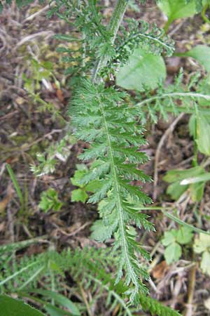 Achillea millefolium agg. \ Gemeine Schafgarbe / Yarrow, I Vicenza 26.6.2010