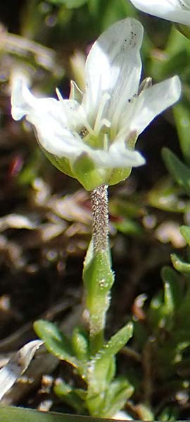 Arenaria ciliata \ Bewimpertes Sandkraut / Fringed Sandwort, Hairy Sandwort, I Südtirol,  Plätzwiese 5.7.2022