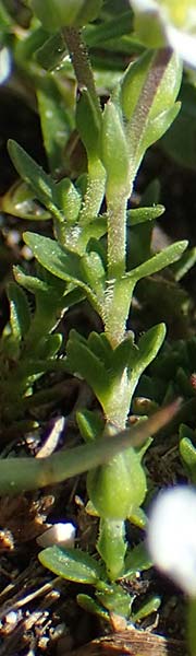 Arenaria ciliata \ Bewimpertes Sandkraut, I Südtirol,  Plätzwiese 5.7.2022