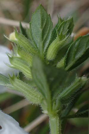 Clinopodium alpinum / Alpine Calamint, I Prags,  Weißlahnsattel 6.7.2022