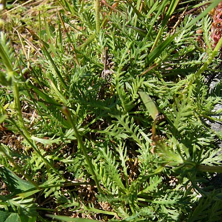 Achillea erba-rotta subsp. moschata \ Moschus-Schafgarbe / Musk Yarrow, Iva, I Graun-Melag 10.8.2011 (Photo: Thomas Meyer)