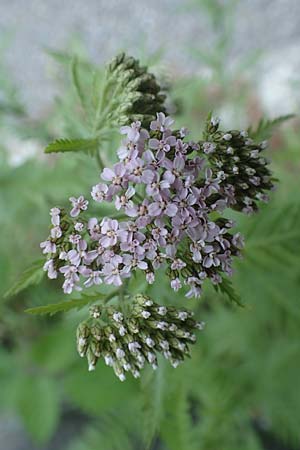 Achillea distans \ Rainfarn-Schafgarbe, Groe Schafgarbe / Tall Yarrow, Alps Yarrow, I Passo San Marco 10.6.2017