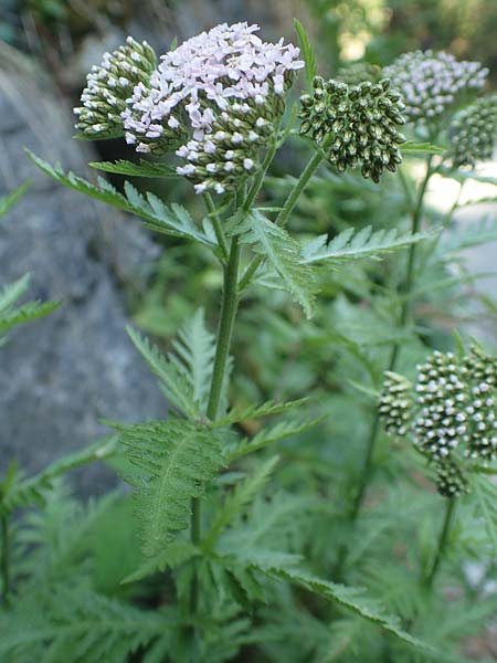 Achillea distans \ Rainfarn-Schafgarbe, Groe Schafgarbe / Tall Yarrow, Alps Yarrow, I Passo San Marco 10.6.2017