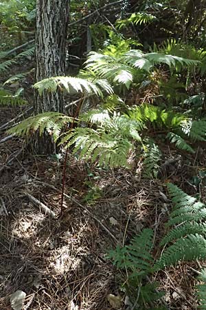 Pteridium aquilinum \ Adlerfarn / Bracken, I Liguria, Moneglia 26.9.2023