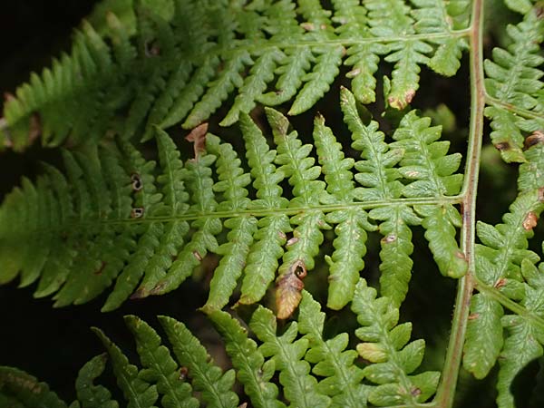 Pteridium aquilinum \ Adlerfarn, I Liguria, Moneglia 26.9.2023