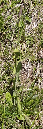 Arabis glabra \ Kahles Turmkraut / Tower Mustard, I Liguria, Molini di Triora 26.5.2013