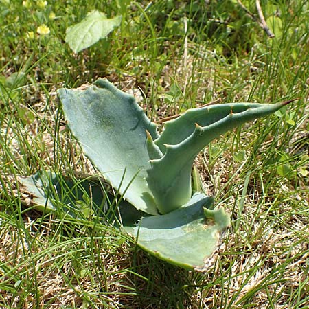 Agave americana / American Agave, I Iseosee, Sulzano 8.6.2017