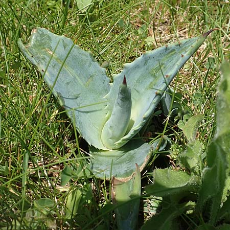 Agave americana \ Amerikanische Agave / American Agave, I Iseosee, Sulzano 8.6.2017