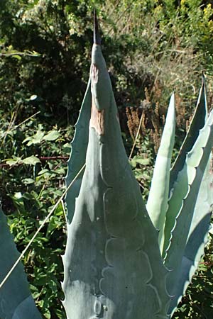 Agave americana \ Amerikanische Agave / American Agave, I Liguria, Deiva Marina 30.9.2023