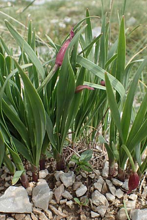 Allium insubricum \ Sdalpen-Lauch / Lombardy Garlic, Piedmont Garlic, I Alpi Bergamasche, Pizzo Arera 9.6.2017