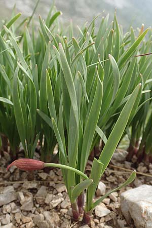 Allium insubricum / Lombardy Garlic, Piedmont Garlic, I Alpi Bergamasche, Pizzo Arera 9.6.2017