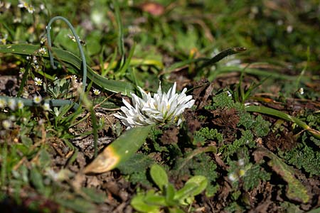 Allium chamaemoly \ Zwerg-Knoblauch / Dwarf Garlic, I Diano San Pietro 25.2.2019 (Photo: Uwe & Katja Grabner)