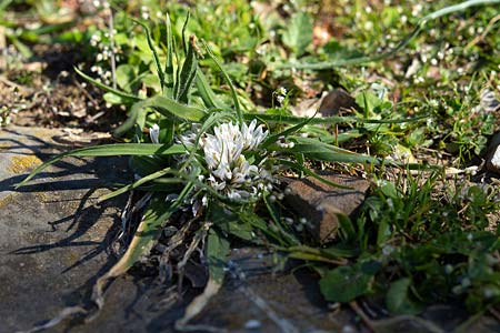 Allium chamaemoly \ Zwerg-Knoblauch / Dwarf Garlic, I Diano San Pietro 25.2.2019 (Photo: Uwe & Katja Grabner)