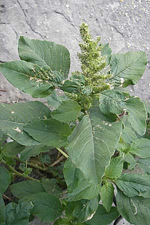 Amaranthus retroflexus \ Rauhaariger Amaranth / Common Pigweed, I Trieste 27.6.2010