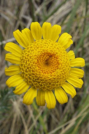 Anthemis tinctoria \ Frber-Hundskamille, Frber-Kamille, I Ancona 29.5.2007