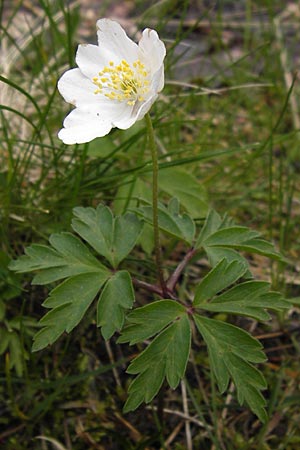 Anemone nemorosa \ Busch-Windrschen / Wood Anemone, I Liguria, Monte Beigua 24.5.2013