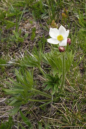 Anemone narcissiflora \ Berghhnlein, Narzissenbltige Anemone / Narcissus Anemone, I Liguria, Imperia, Monte Saccarello 29.5.2013