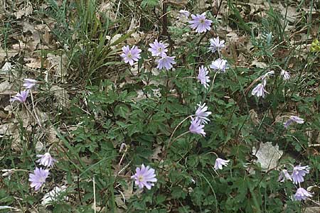 Anemone apennina \ Apennin-Windrschen, I Promontorio del Gargano, Foresta Umbra 1.5.1985