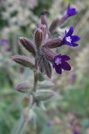 Anchusa officinalis \ Gewhnliche Ochsenzunge, I Orvieto 2.6.2007