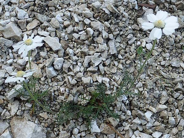 Achillea oxyloba / Noble Yarrow, Alpine Sneezewort, I Prags,  Weißlahnsattel 6.7.2022