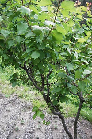 Prunus armeniaca \ Aprikose, Marille / Abricot, I Liguria, Castelvecchio di Rocca Barbena 19.5.2013