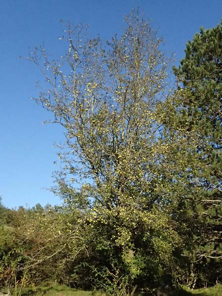 Malus sylvestris / Crab Apple, I Liguria, Borzonasca 29.9.2023