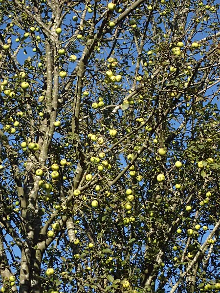 Malus sylvestris / Crab Apple, I Liguria, Borzonasca 29.9.2023