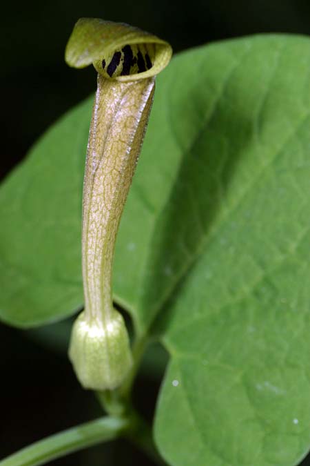 Aristolochia lutea \ Gelbe Osterluzei / Yellow Birthwort, I Cichero 11.5.2008 (Photo: Uwe & Katja Grabner)