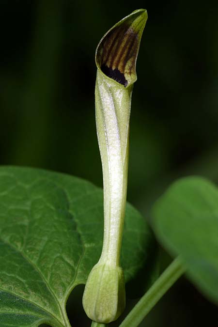 Aristolochia lutea \ Gelbe Osterluzei, I Cichero 11.5.2008 (Photo: Uwe & Katja Grabner)