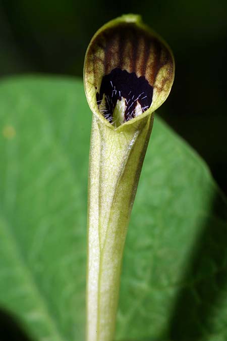 Aristolochia lutea \ Gelbe Osterluzei, I Cichero 11.5.2008 (Photo: Uwe & Katja Grabner)