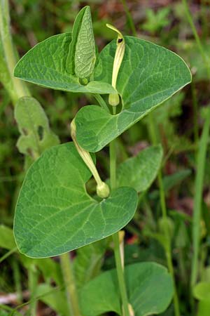 Aristolochia lutea \ Gelbe Osterluzei, I Cichero 11.5.2008 (Photo: Uwe & Katja Grabner)