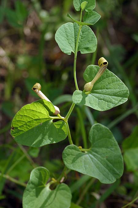 Aristolochia lutea \ Gelbe Osterluzei / Yellow Birthwort, I Cichero 11.5.2008 (Photo: Uwe & Katja Grabner) Aristolochia lutea \ Gelbe Osterluzei / Yellow Birthwort, I Cichero 11.5.2008 (Photo: Uwe & Katja Grabner)